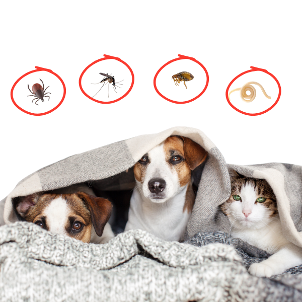 Photo of two dogs and cat hiding under blanket while a blacklegged tick, mosquito, flea, and roundworm hover above