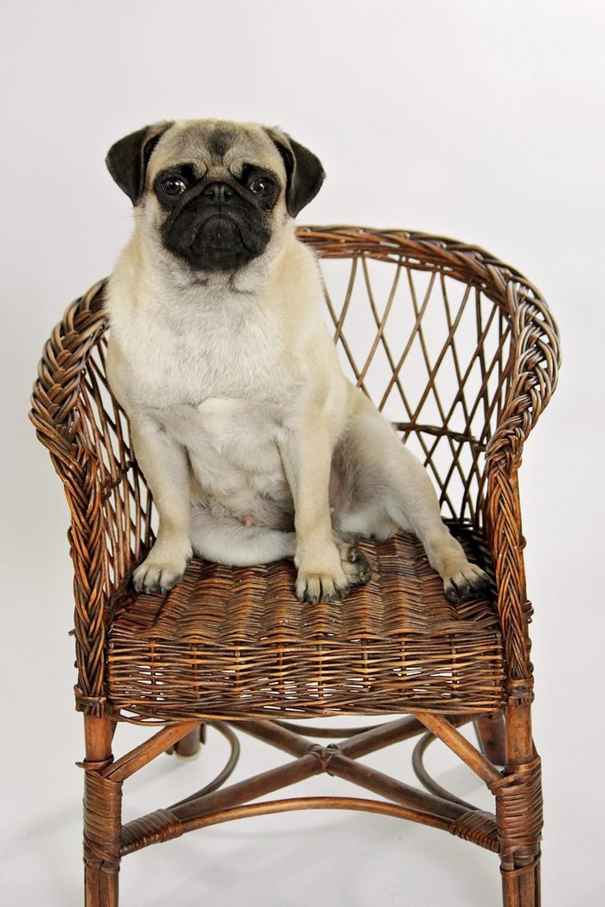Photo of a pug sitting on a wicker chair.