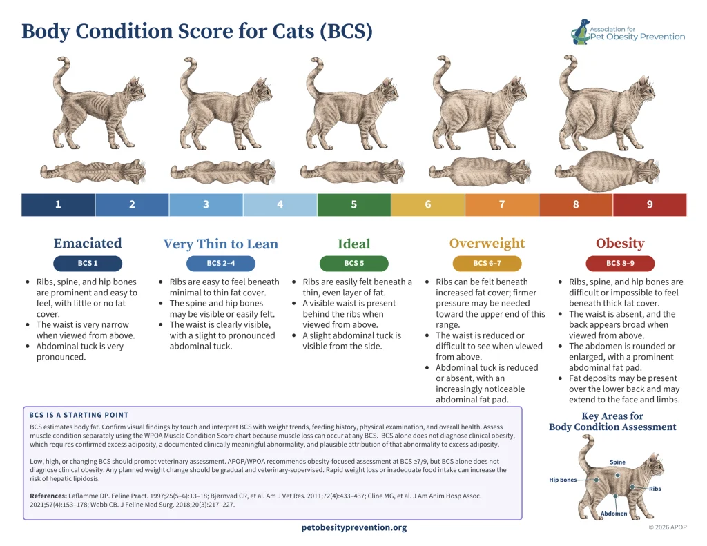 Body Condition Score Chart for cats is displayed. Shows a scale from 1 to 9 - From emaciated (1-2), Very Thin to lean (3-4), Ideal (5), Overweight (6-7). and Obese (8-9). Shows pictures of what a cat would look like from the side and top views at each body condition.
