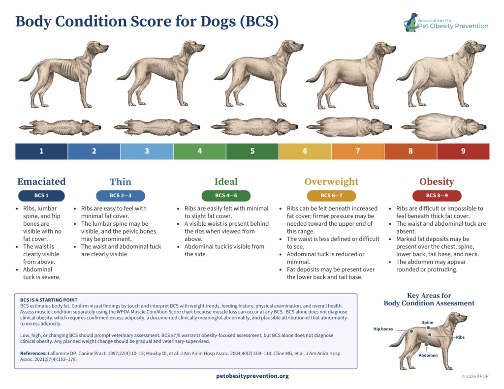 Body Condition Score Chart for cats is displayed. Shows a scale from 1 to 9 - From emaciated (1-2), Very Thin (3-4), Ideal (5), Overweight (6-7). and Obese (8-9). Shows pictures of what a dog would look like from the side and top views at each body condition.
